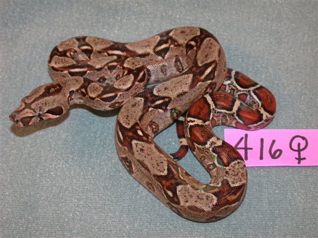 416 Dbl Het