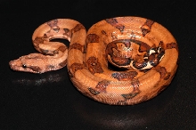 2005 Male Blood Boa