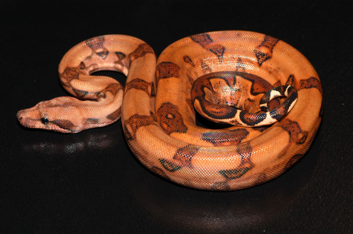 2005 Male Blood Boa