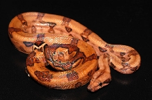2005 Male Blood Boa 2
