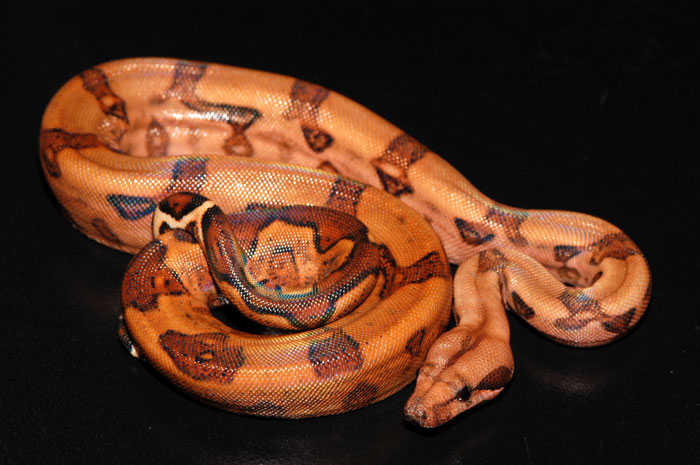 2005 Male Blood Boa 2