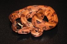 2005 Male Blood Boa 3