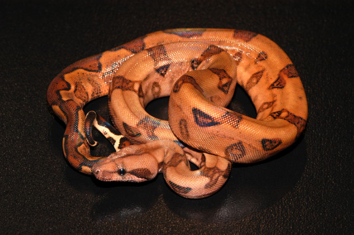 2005 Male Blood Boa 3