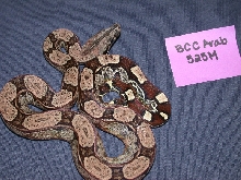 Arabesque Male 50% Het Albino