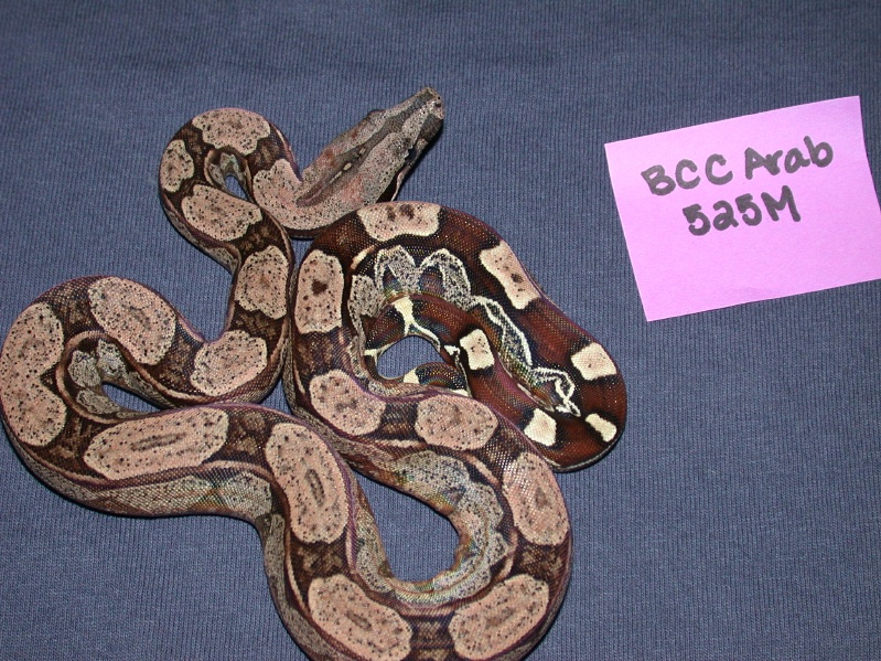 Arabesque Male 50% Het Albino