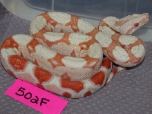 albino #502F