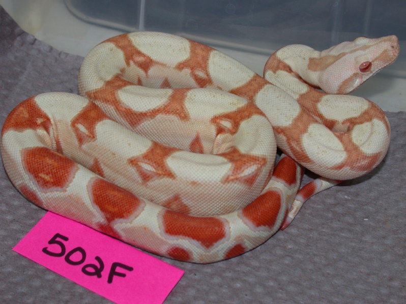 albino #502F