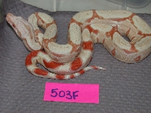 albino 503F