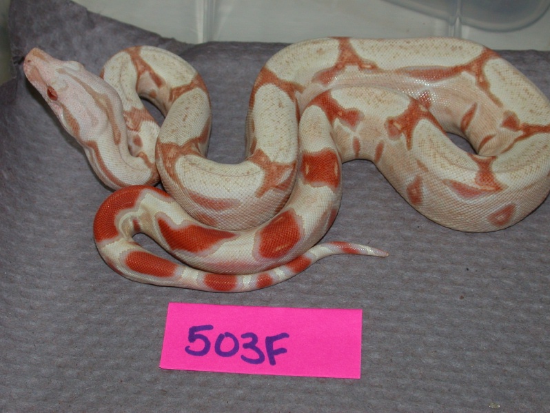albino 503F