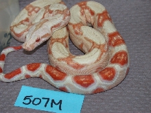 albino 507M