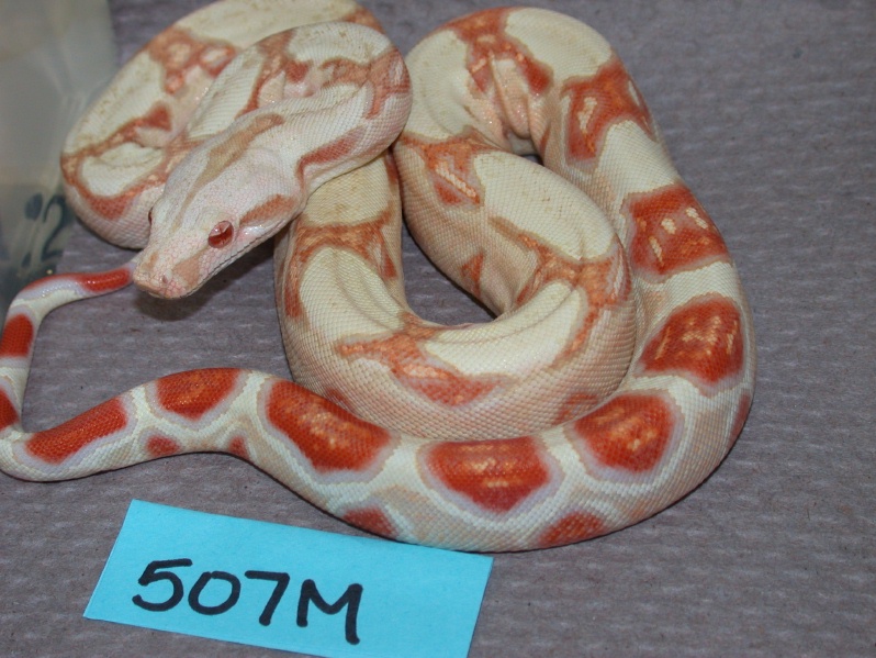 albino 507M