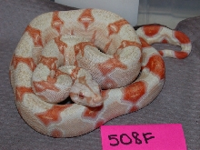 albino 508F