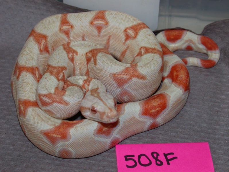 albino 508F