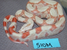 albino #510M