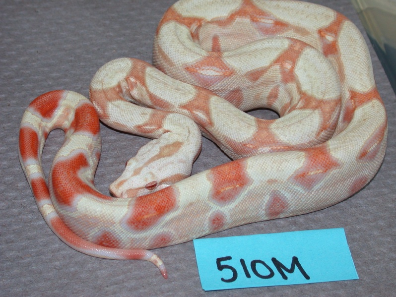 albino #510M