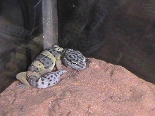 Tanner's 1st Gecko