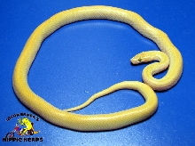 Patternless Albino Cape Housesnake - Male A092304