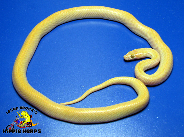 Patternless Albino Cape Housesnake - Male A092304