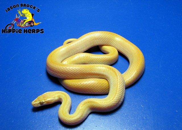 Patternless Albino Cape Housesnake - Male A092304
