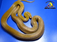 Patternless 100% Het. Albino Cape Housesnake - Female X112001
