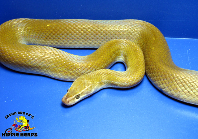 Patternless 100% Het. Albino Cape Housesnake - Female X112001