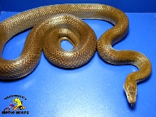 Patternless 100% Het. Albino Cape Housesnake - Female X112002