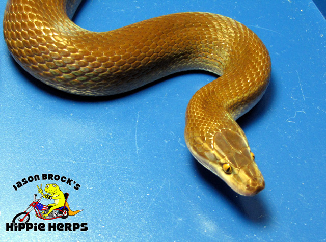 Patternless 100% Het. Albino Cape Housesnake - Female X112002