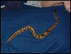 whole snake