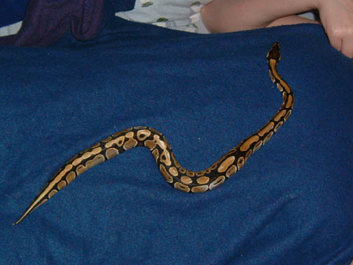 whole snake