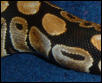 closeup of spot