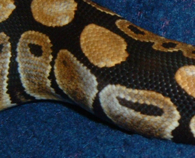 closeup of spot