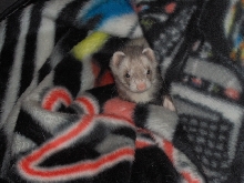 My ferret