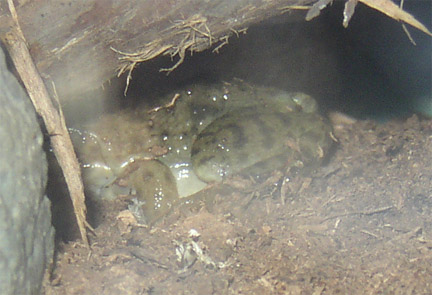 Bullfrog? and another question