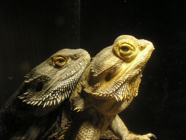 Masi and luce