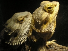 Luce & Masi