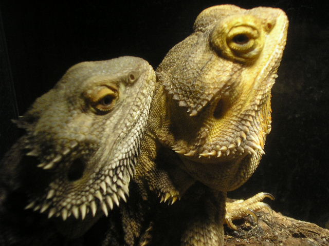 Luce & Masi