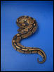 Female Ball Python