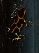 Dendrobates imitator intermedius