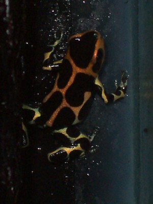 Dendrobates imitator intermedius