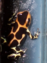 Dendrobates imitator intermedius