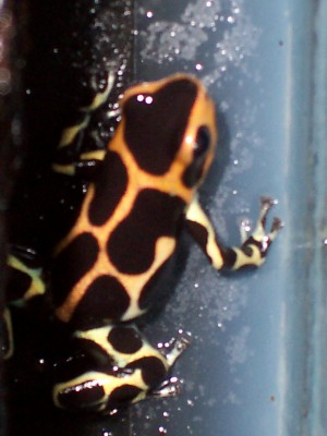 Dendrobates imitator intermedius