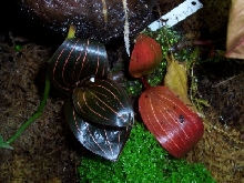Jewel Orchid