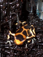 Dendrobates imitator intermedius
