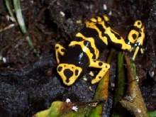 d. leucomelas