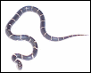 Young Eastern Kingsnake