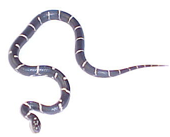 Young Eastern Kingsnake