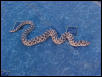 Male W. Hognose In Shed