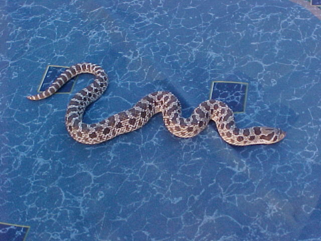 Male W. Hognose In Shed