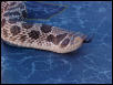 Male W. Hognose