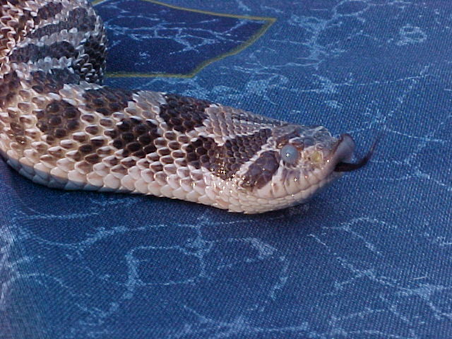 Male W. Hognose
